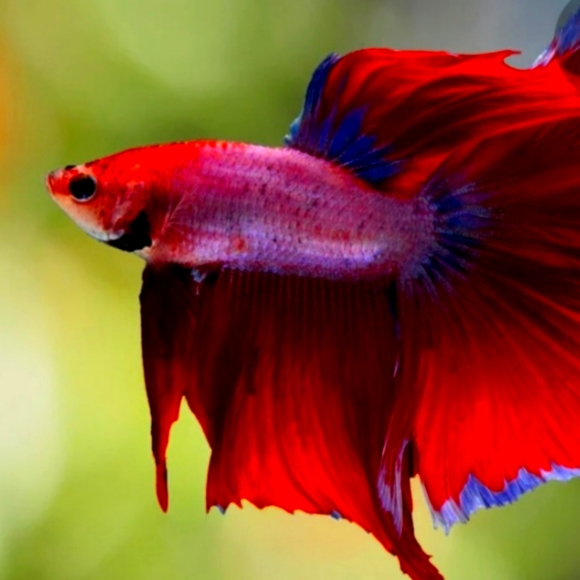 Meet your Posher, Renee - Picture 1 of 1